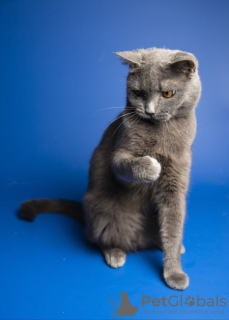 Dodatkowe zdjęcia: Urocza kotka brytyjska Gretta bardzo pragnie znaleźć bezpieczny dom.