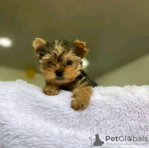 Zdjęcie №2 do zapowiedźy № 123114 na sprzedaż  yorkshire terrier - wkupić się USA hodowca