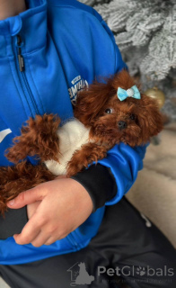 Zdjęcie №2 do zapowiedźy № 164617 na sprzedaż  pudel (zabawka) - wkupić się Niemcy hodowca