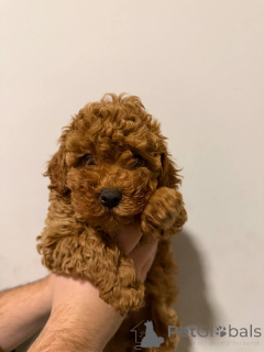 Zdjęcie №1. szpic miniaturowy - na sprzedaż w Sivats | negocjowane | Zapowiedź №159073