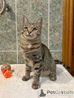 Zdjęcie №1.  - na sprzedaż w Moskova | Bezpłatny | Zapowiedź № 155852