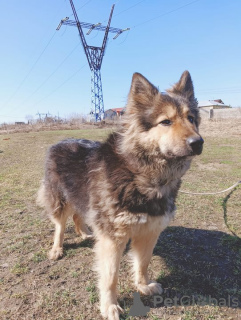 Dodatkowe zdjęcia: Do kogo Palmu jest w domu?!