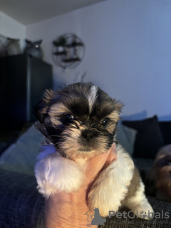 Zdjęcie №1. shih tzu - na sprzedaż w Гамбург | 1256zł | Zapowiedź №123442