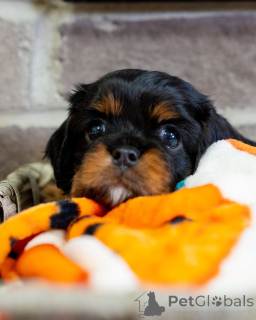 Zdjęcie №3. Elegancka Bella miękka, słodka i pełna miłości. Księżniczka przytulania i. Luksemburg