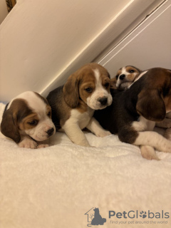 Zdjęcie №3. Raft. Niemcy