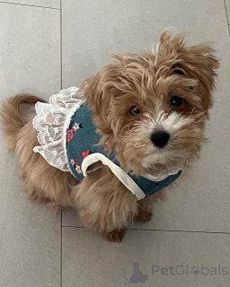 Zdjęcie №2 do zapowiedźy № 157680 na sprzedaż  maltipu - wkupić się USA prywatne ogłoszenie