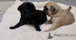 Zdjęcie №1. mops - na sprzedaż w Boise | Bezpłatny | Zapowiedź №175307