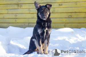 Zdjęcie №2 do zapowiedźy № 31929 na sprzedaż  pies nierasowy - wkupić się Federacja Rosyjska prywatne ogłoszenie