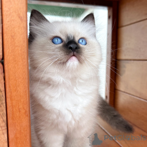 Zdjęcie №2 do zapowiedźy № 171358 na sprzedaż  ragdoll - wkupić się Polska hodowca