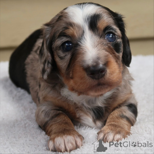 Zdjęcie №3. Słodki, bezczelny i pełen wirujących maków, które machają ogonem za ogonem, aby. Szwajcaria