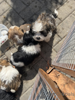 Zdjęcie №1. shih tzu - na sprzedaż w Alpbach | negocjowane | Zapowiedź №176059