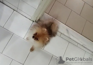 Zdjęcie №2 do zapowiedźy № 133001 na sprzedaż   - wkupić się Cypr prywatne ogłoszenie