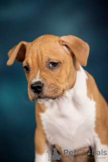 Zdjęcie №3. Amerykański Staffordshire Terrier z rodowodem. Federacja Rosyjska