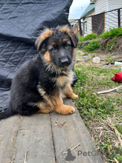 Zdjęcie №3. Szczenięta owczarka niemieckiego. Federacja Rosyjska