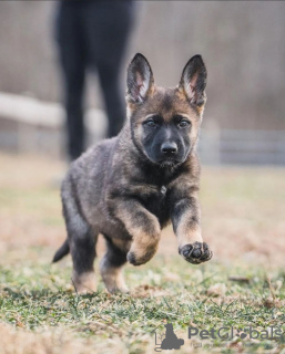 Dodatkowe zdjęcia: Owczarek niemiecki do adopcji