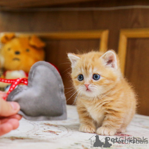 Zdjęcie №1. munchkin - na sprzedaż w Amsterdam | 35zł | Zapowiedź № 156162