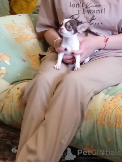 Zdjęcie №3. Szczeniak Chihuahua (dziewczynki). Federacja Rosyjska