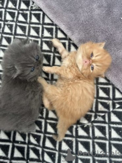 Zdjęcie №1. perskie - na sprzedaż w Domeikava | negocjowane | Zapowiedź № 159893