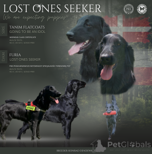 Zdjęcie №1. flat coated retriever - na sprzedaż w Żary | 6697zł | Zapowiedź №163894
