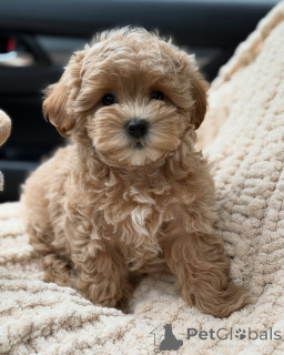 Zdjęcie №1. maltipu - na sprzedaż w Hamburg | negocjowane | Zapowiedź №167212