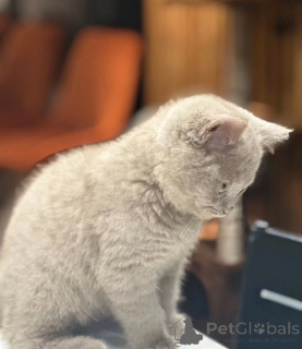 Zdjęcie №1. kot brytyjski krótkowłosy - na sprzedaż w Borlänge | negocjowane | Zapowiedź № 155694