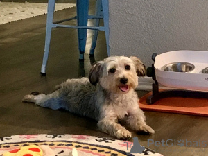 Zdjęcie №2 do zapowiedźy № 126828 na sprzedaż  yorkshire terrier - wkupić się Francja hodowca