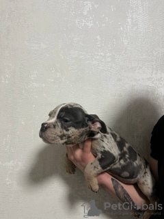 Zdjęcie №3. American Bula Micro. Federacja Rosyjska