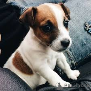 Zdjęcie №3. Jack Russell Terrier Welpen. Niemcy