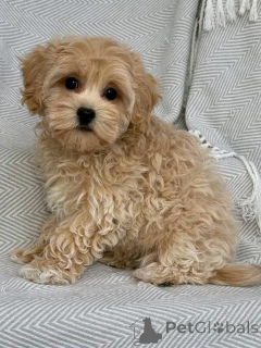 Zdjęcie №2 do zapowiedźy № 151113 na sprzedaż  cavalier king charles spaniel, pudel (royal), pudel (zabawka) - wkupić się Niemcy prywatne ogłoszenie, ze schronu