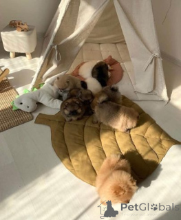 Zdjęcie №2 do zapowiedźy № 159864 na sprzedaż  szpic miniaturowy - wkupić się Litwa prywatne ogłoszenie