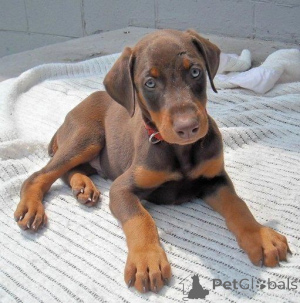 Zdjęcie №2 do zapowiedźy № 160533 na sprzedaż  doberman - wkupić się Niemcy prywatne ogłoszenie