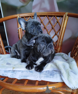 Zdjęcie №3. Śliczne szczenięta buldoga francuskiego. Białoruś