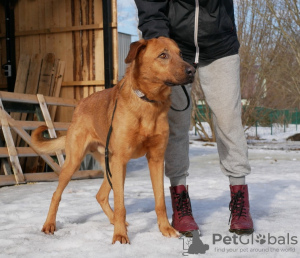 Zdjęcie №1. pies nierasowy - na sprzedaż w Petersburg | Bezpłatny | Zapowiedź №40319