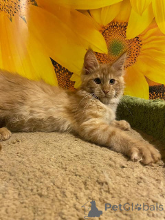 Zdjęcie №3. Maine Coon Kitten z drzewem genetycznym N/N Genetycznie wolnym od chorób. Niemcy