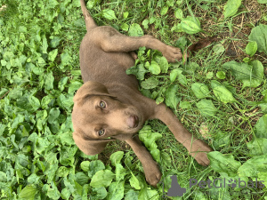 Zdjęcie №4. Sprzedam labrador retriever w Tbilisi. prywatne ogłoszenie - cena - Bezpłatny