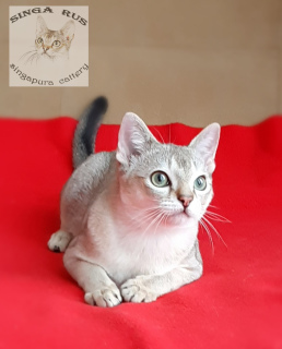 Zdjęcie №2 do zapowiedźy № 5191 na sprzedaż  kot singapurski - wkupić się Federacja Rosyjska hodowca