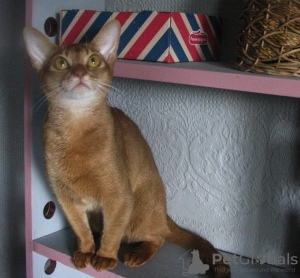 Zdjęcie №2 do zapowiedźy № 50891 na sprzedaż  kot abisyński - wkupić się Białoruś od żłobka