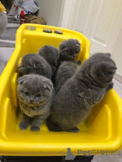 Zdjęcie №1. scottish fold - na sprzedaż w Kolonia | 1674zł | Zapowiedź № 166425