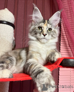 Zdjęcie №1. maine coon - na sprzedaż w Blatten | negocjowane | Zapowiedź № 155321