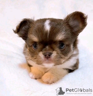 Zdjęcie №3. Uroczy Yorkshire Terrier wyszkolony w korzystaniu z toalety. Francja