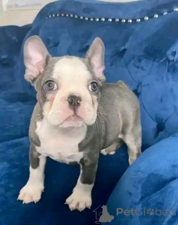 Zdjęcie №2 do zapowiedźy № 136337 na sprzedaż  buldog francuski - wkupić się Niemcy hodowca