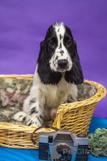 Zdjęcie №3. Szczenięta cocker spaniela angielskiego. Białoruś