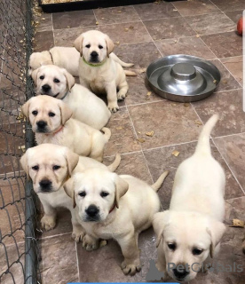 Zdjęcie №1. labrador retriever - na sprzedaż w Berlin | 2085zł | Zapowiedź №168072