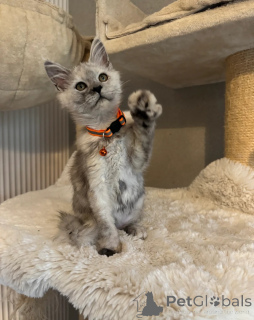 Zdjęcie №3. Oszałamiające dziewczynki i chłopcy rasy Maine Coon JUŻ DOSTĘPNE. USA