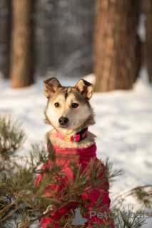 Zdjęcie №2 do zapowiedźy № 163747 na sprzedaż  pies nierasowy - wkupić się Federacja Rosyjska prywatne ogłoszenie