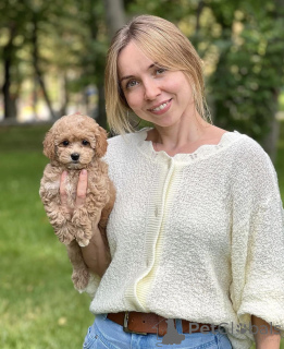 Zdjęcie №3. Maltipoo szczeniaki WhatsApp 64 9-889 4165. Szwajcaria