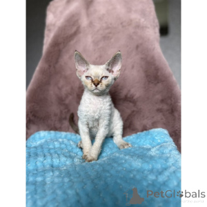 Zdjęcie №1. devon rex - na sprzedaż w Offenburg | 1674zł | Zapowiedź № 174410