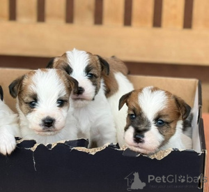 Zdjęcie №4. Sprzedam jack russell terrier w Kruševac.  - cena - negocjowane
