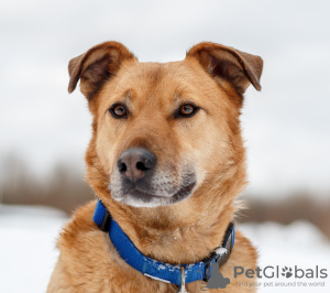 Zdjęcie №1. pies nierasowy - na sprzedaż w Москва | Bezpłatny | Zapowiedź №78100