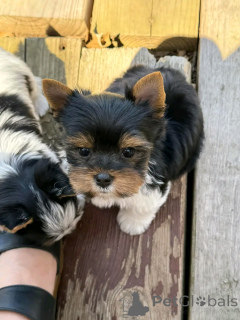 Zdjęcie №4. Sprzedam yorkshire terrier biewer w Флорида Сити. prywatne ogłoszenie, hodowca - cena - 5083zł